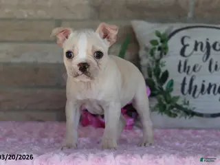 Frenchton dogs for sale: Lilac - Ad 2