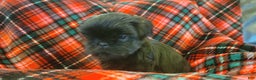 Shih Tzu dogs for sale: CHARLIE, Shih Tzu, Male, 10 weeks, AKC Champion Blood Line - Ad 7
