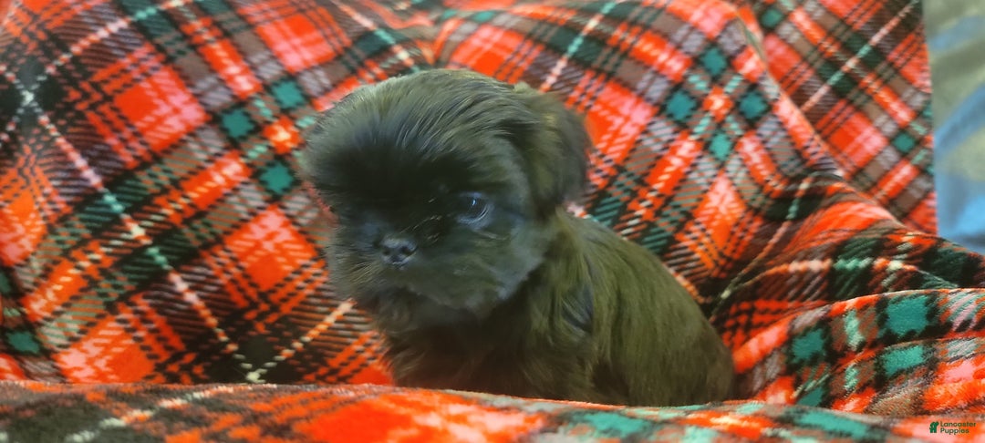 Shih Tzu dogs for sale: CHARLIE, Shih Tzu, Male, 10 weeks, AKC Champion Blood Line - Ad 7