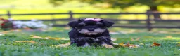 Miniature Schnauzer dogs for sale: Gracie - Ad 2
