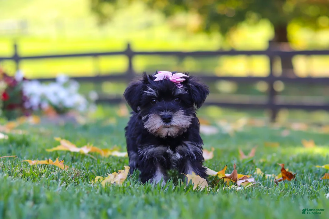 Miniature Schnauzer dogs for sale: Gracie - Ad 2