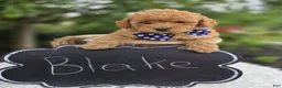 Miniature Poodle dogs for sale: Blake - Ad 6