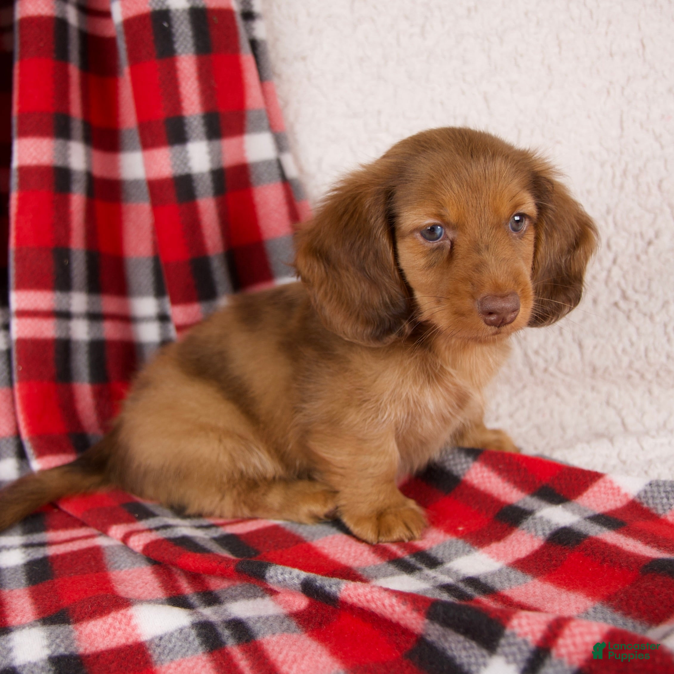 Dachshund dogs Evan - Ad 2