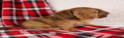Dachshund dogs for sale: Evan - Ad 2