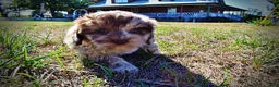 Havapoo dogs for sale: Picasso - Ad 20