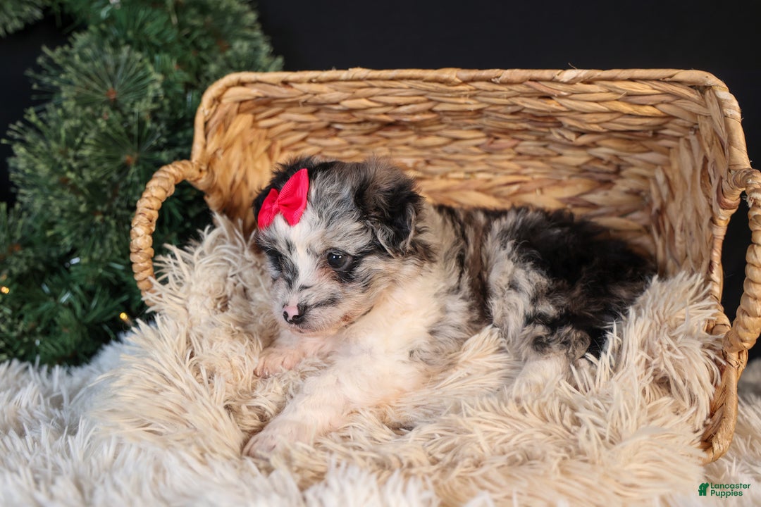 Mini Aussiedoodle dogs for sale: Gabby - Ad 6