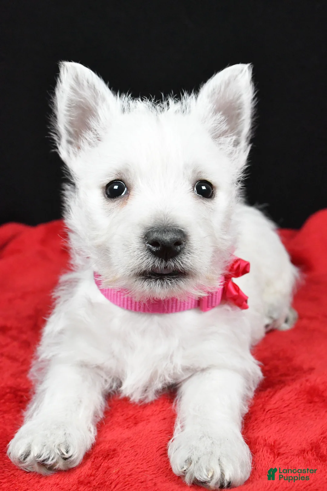 West Highland Terrier dogs for sale: Echo - Ad 9
