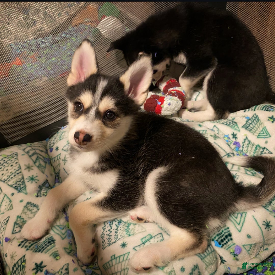 Pomsky dogs for sale: Snow White  - Ad 1