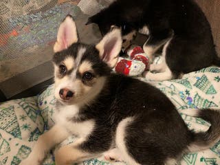 Pomsky dogs Snow White - Ad 21