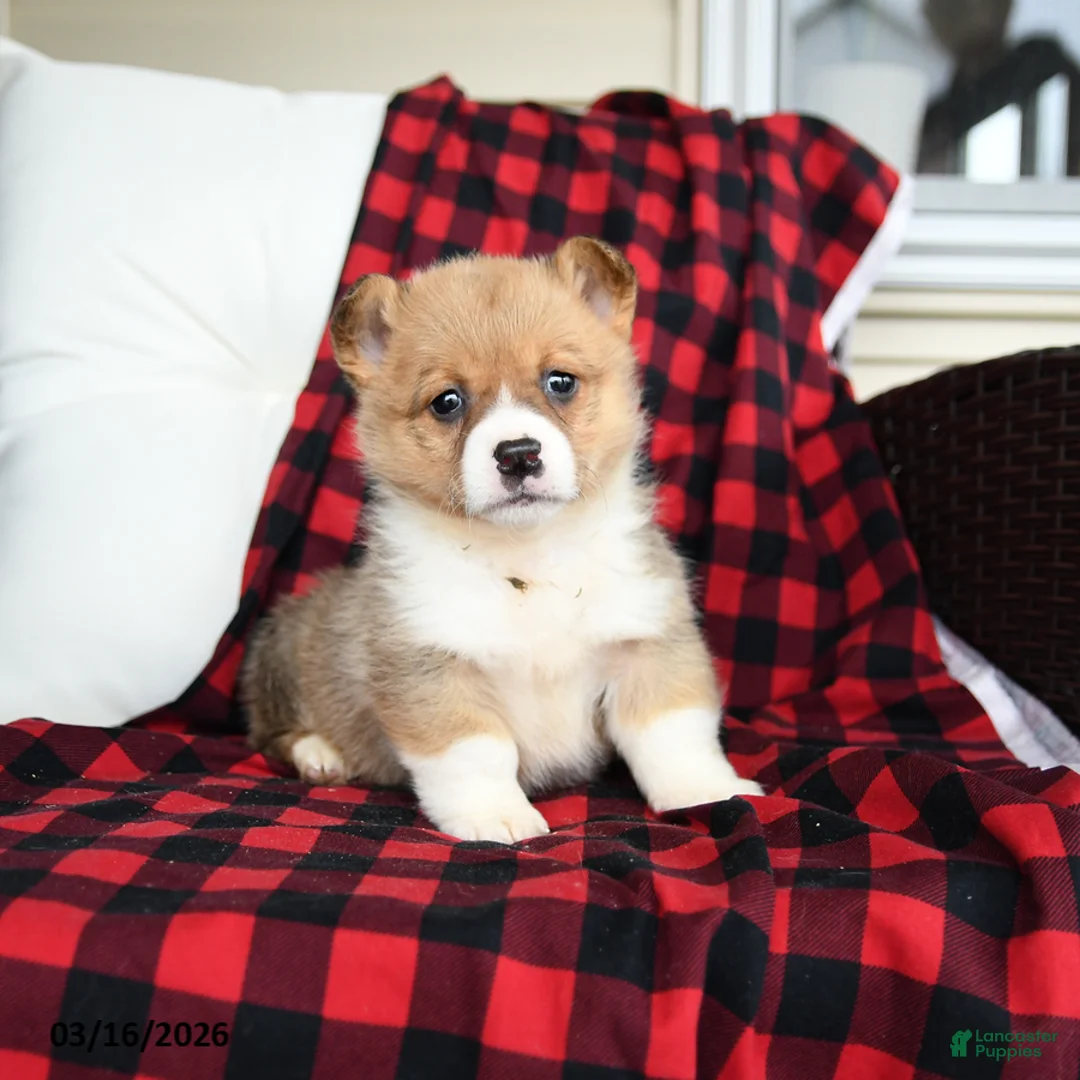 Welsh Corgi Pembroke dogs for sale: Flossie - Ad 1