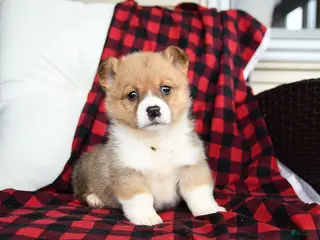 Welsh Corgi Pembroke dogs for sale: Flossie - Ad 2