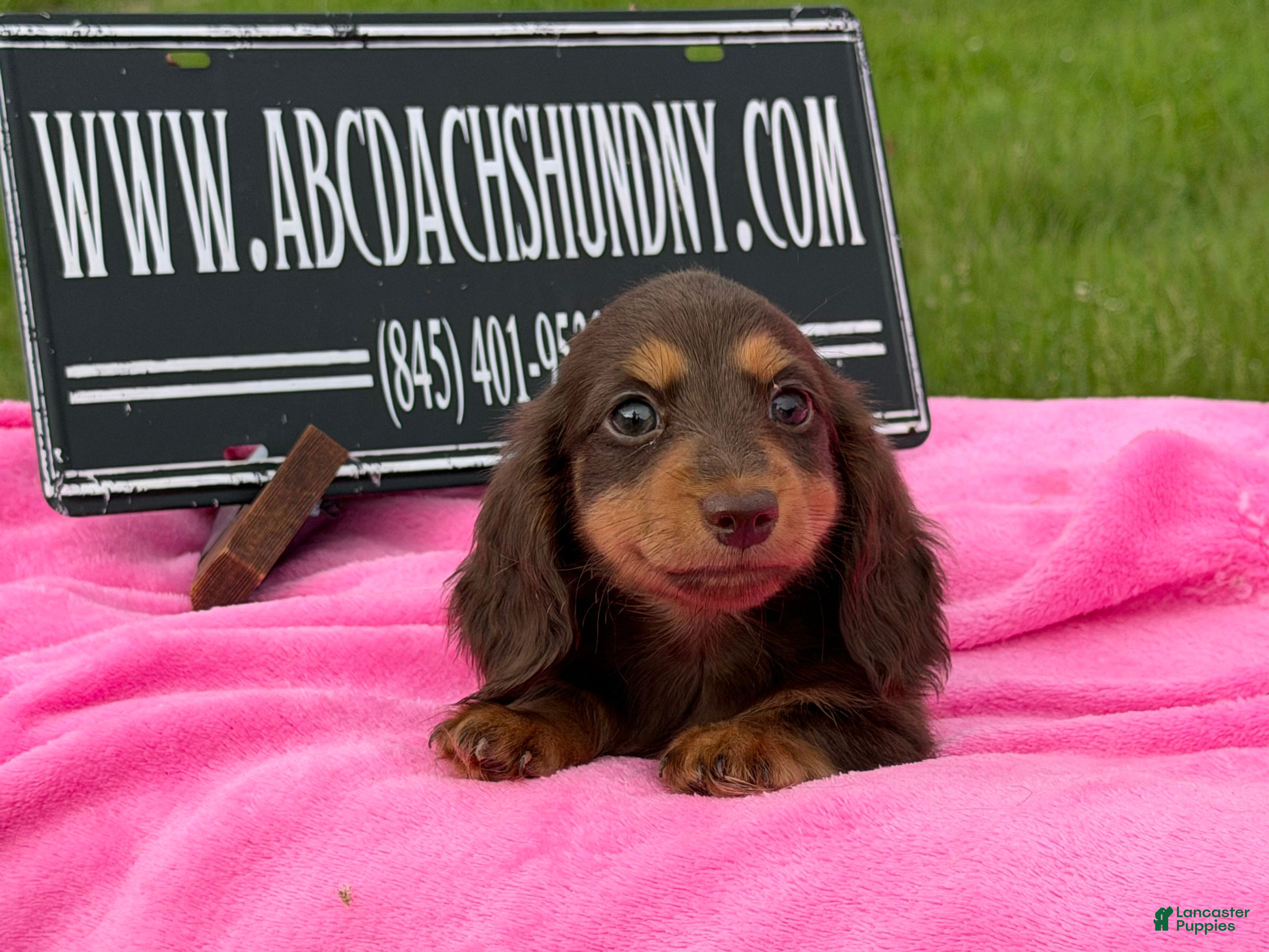 Miniature Dachshund dogs Champion Russian line - Ad 18