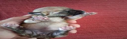 Chihuahua dogs for sale: Maple - Ad 3