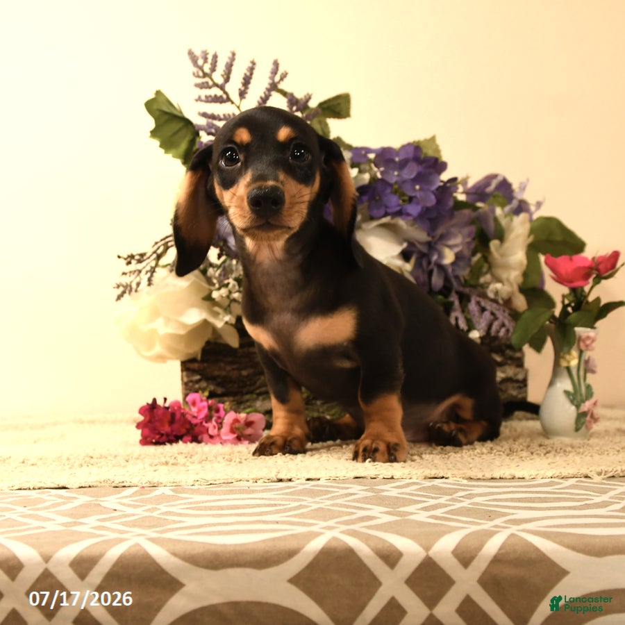 Miniature Dachshund dogs Stevey - Ad 1