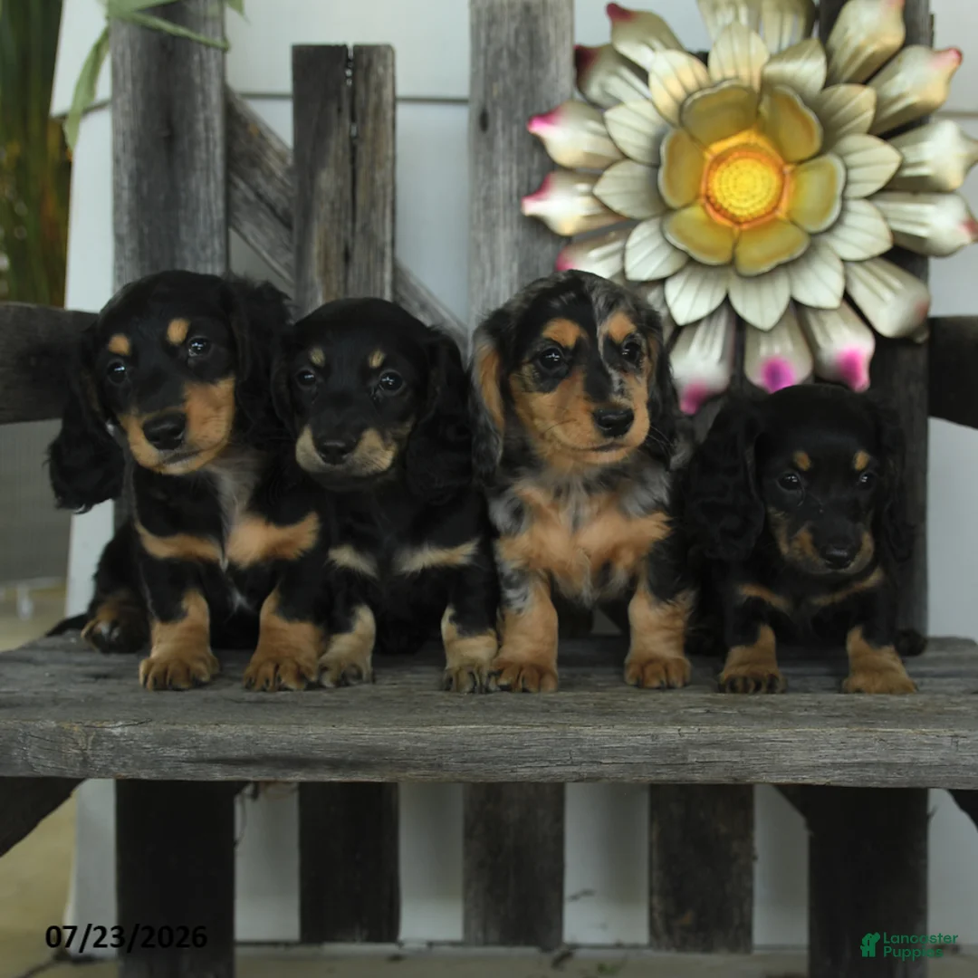 Miniature Dachshund dogs for sale: Winston - Ad 5