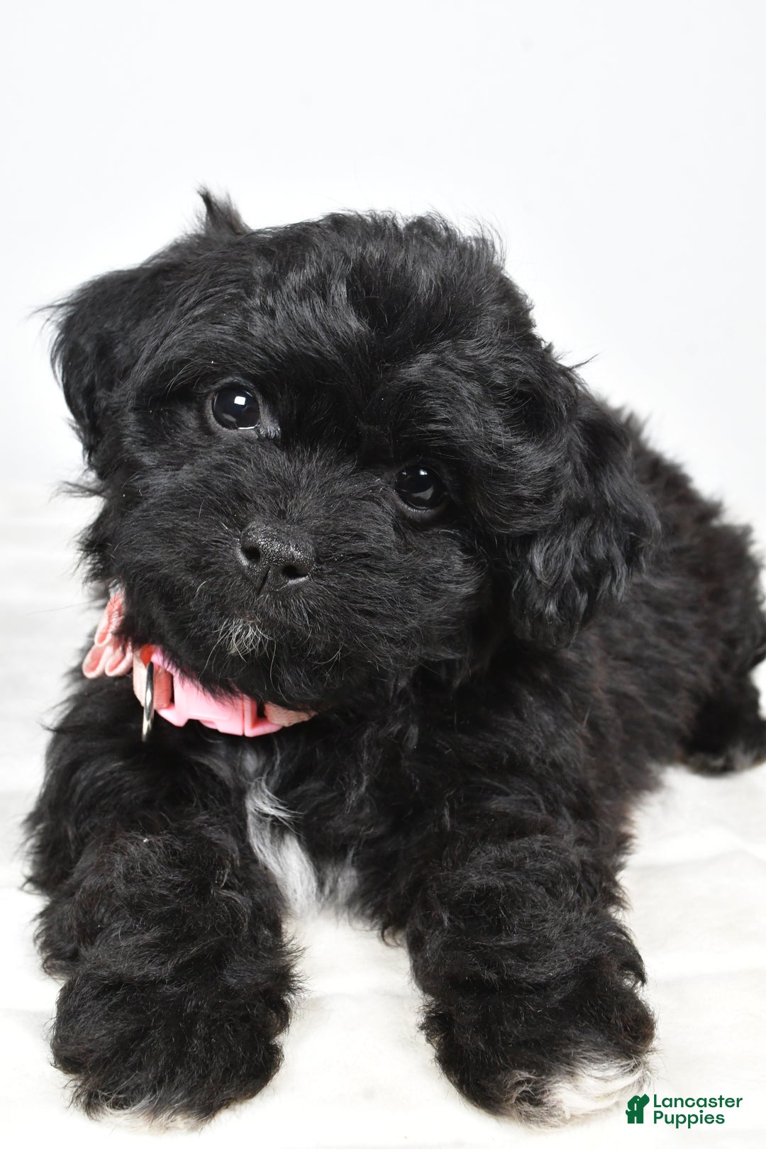 Shihpoo dogs for sale: Indie - Ad 9