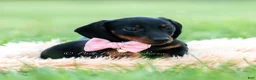 Miniature Dachshund dogs for sale: fifi - Ad 10