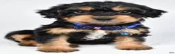 Mixed Breed dogs for sale: Tate - Ad 7