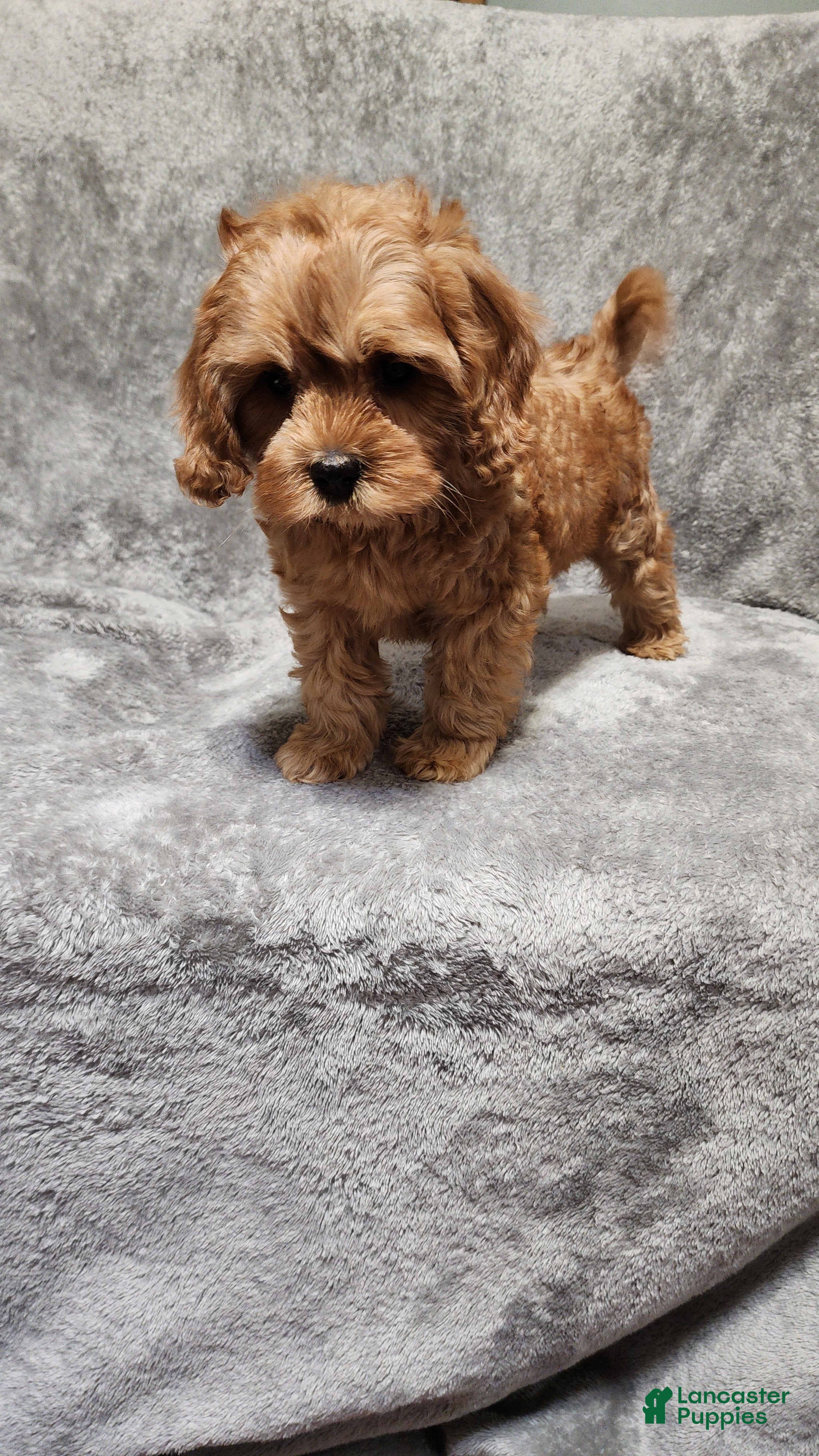 Cavapoo dogs for sale: Hershey - Ad 2