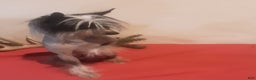 Chinese Crested dogs for sale: Chinese Crested Puppy 1 - Ad 4