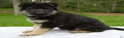 German Shepherd dogs for sale: Captain - Ad 3