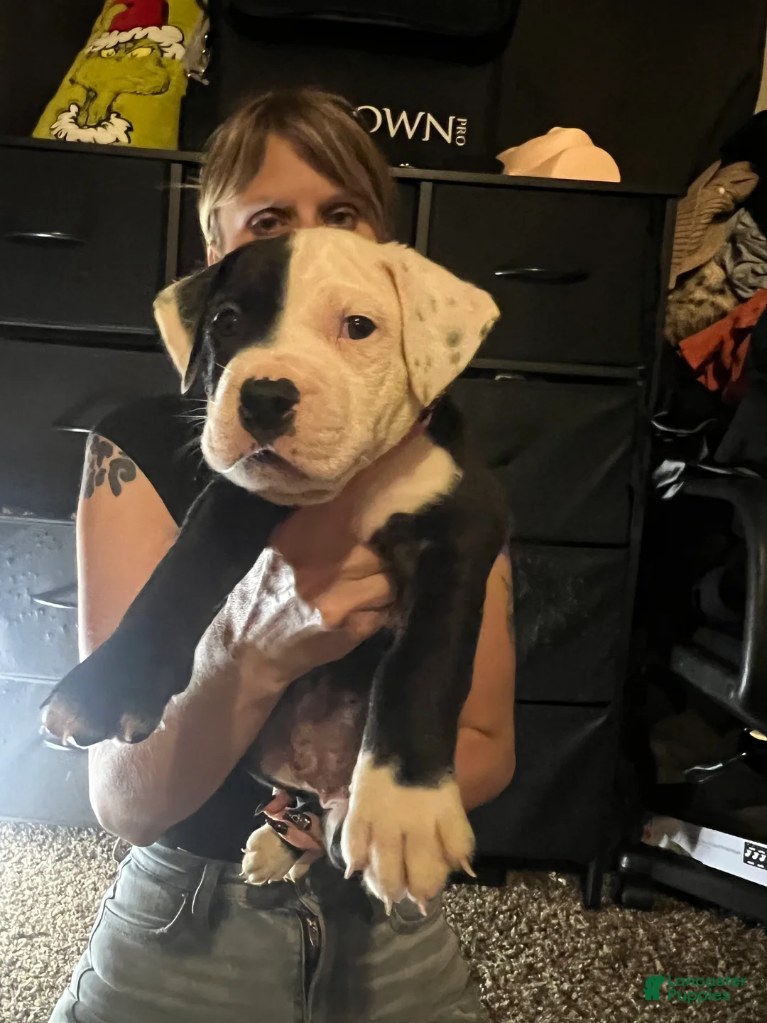 Mixed Breed dogs for sale: Mixed Breed 6 - Ad 2