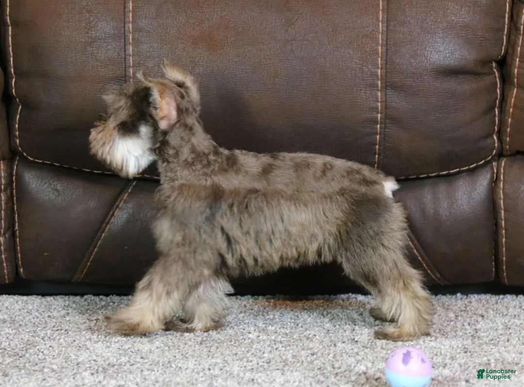 Miniature Schnauzer dogs for sale: Maggie - Ad 8