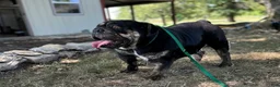 English Bulldog dogs for sale: Blue Fawn n tan (Merle) gen health tested CLEAR - Ad 3