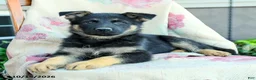German Shepherd dogs for sale: Atlas - Ad 5