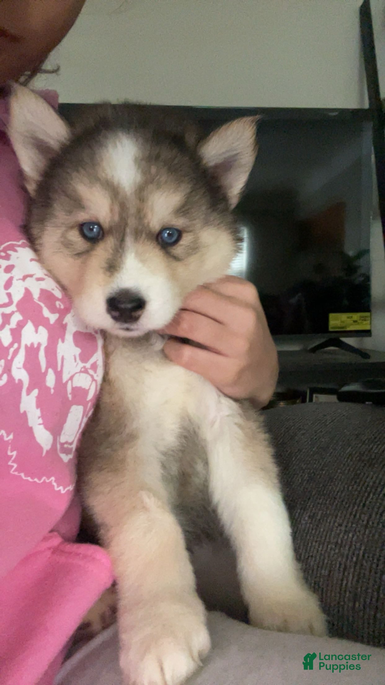 Gerberian Shepsky dogs Gerberian Shepsky Puppy 3 - Ad 12