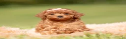 Toy Poodle dogs for sale: Scarlett AKC - Ad 4