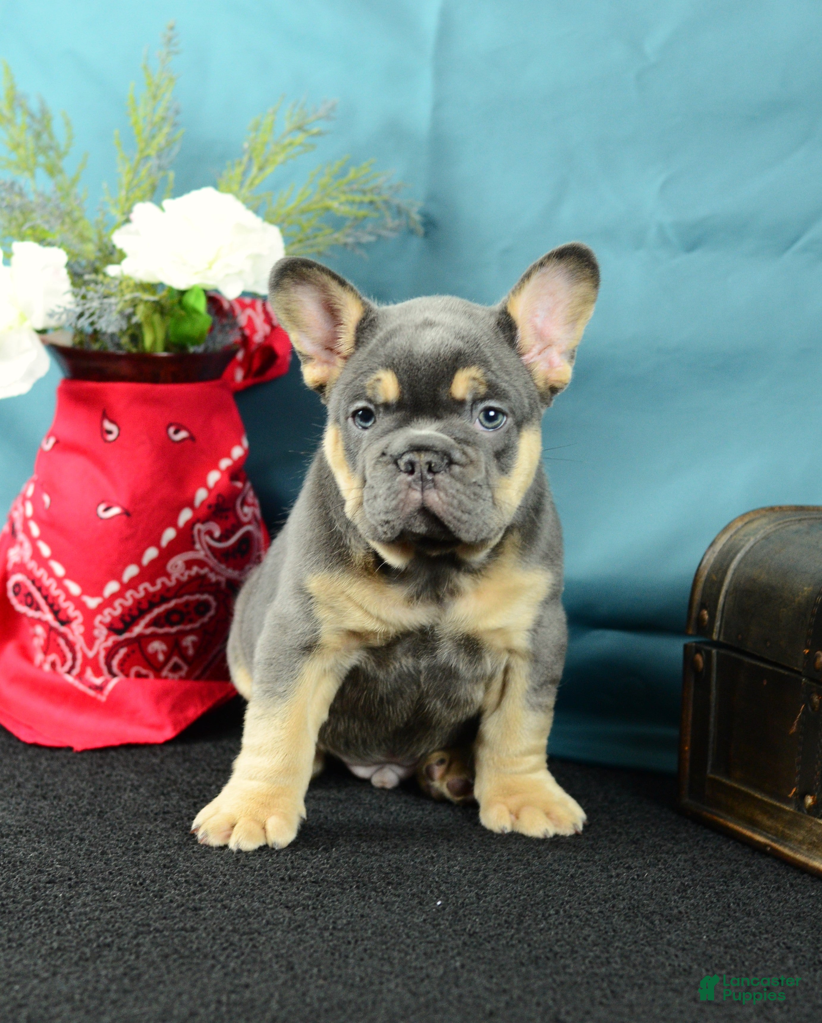 French Bulldog dogs 918 Bud - Ad 2