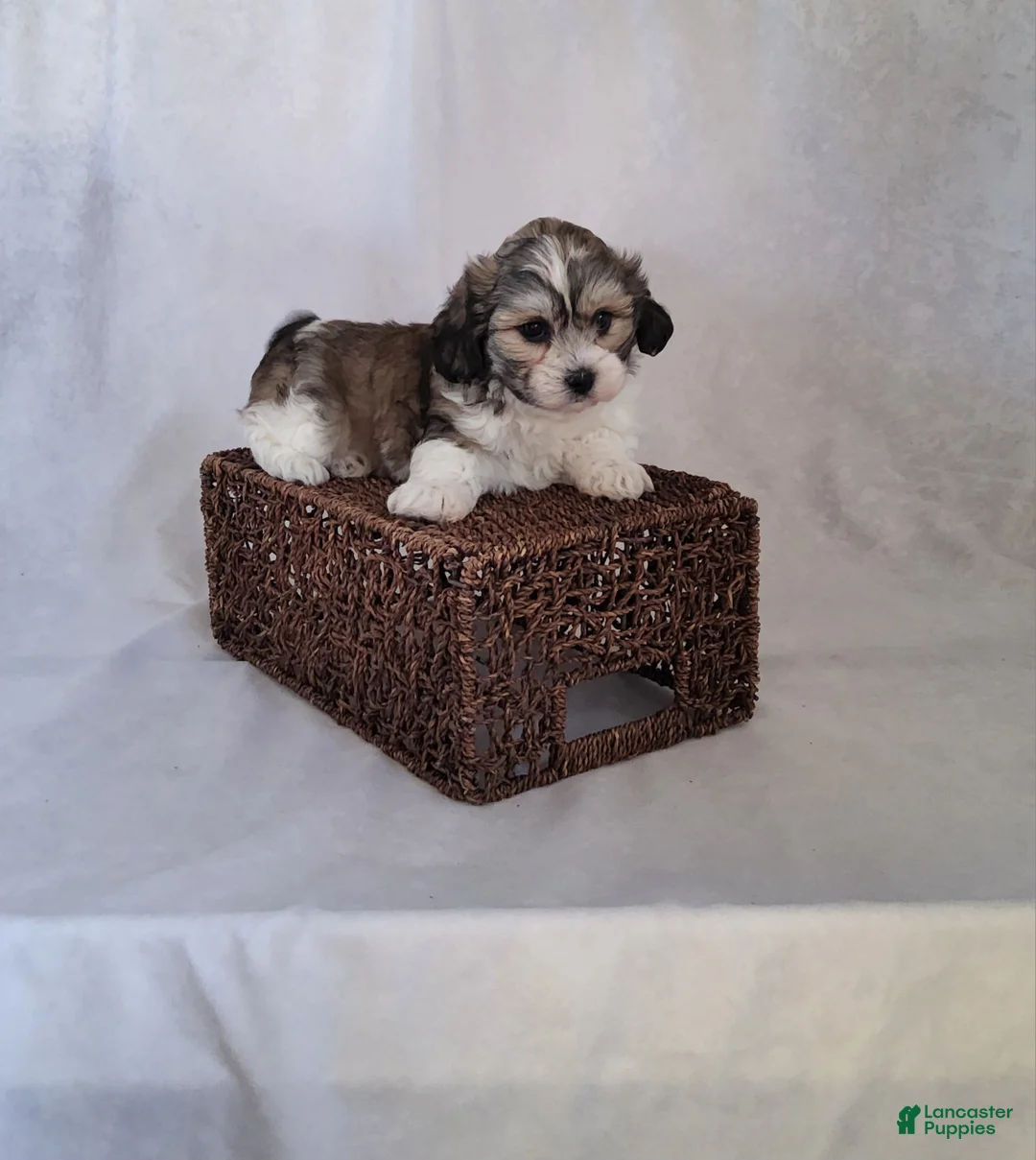 Shih Tzu dogs for sale: Remi - Ad 2