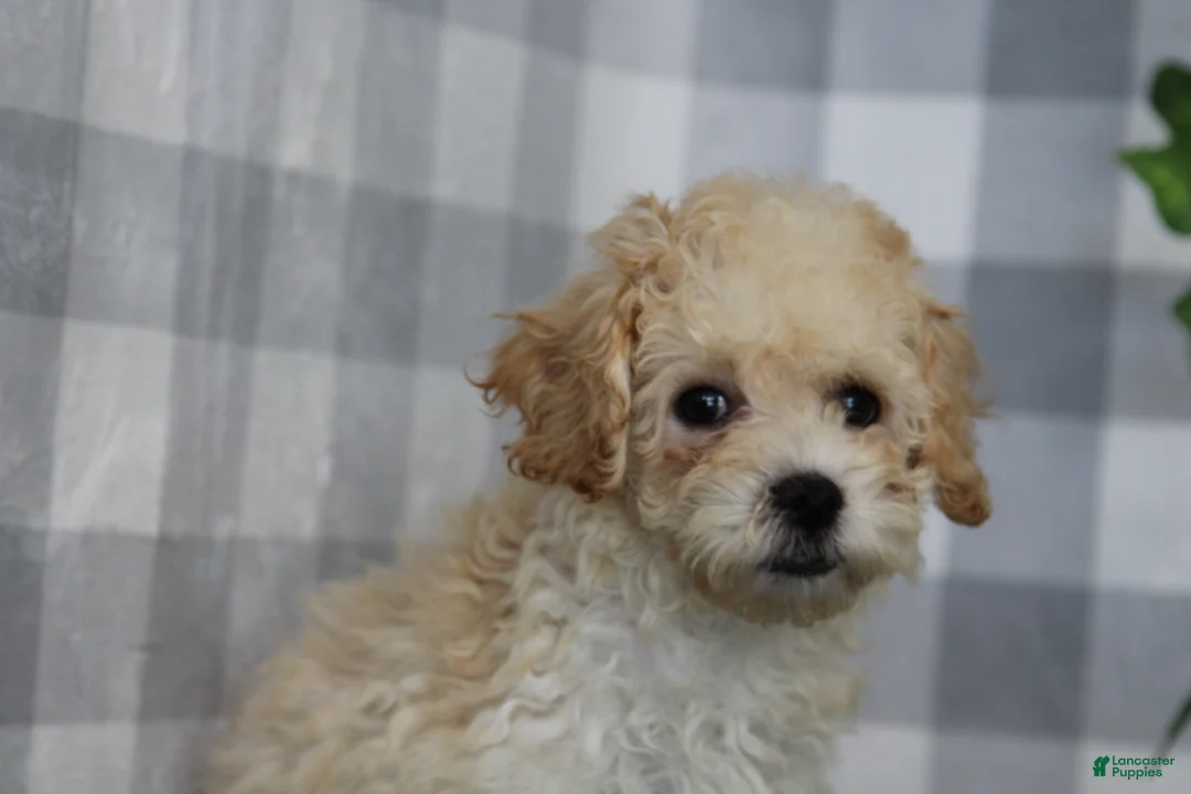 Bichpoo dogs for sale: Ruben - Ad 1