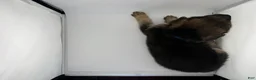 German Shepherd dogs for sale: Dallas - Ad 5