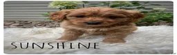 Cavapoo dogs for sale: Sunshine - Ad 3
