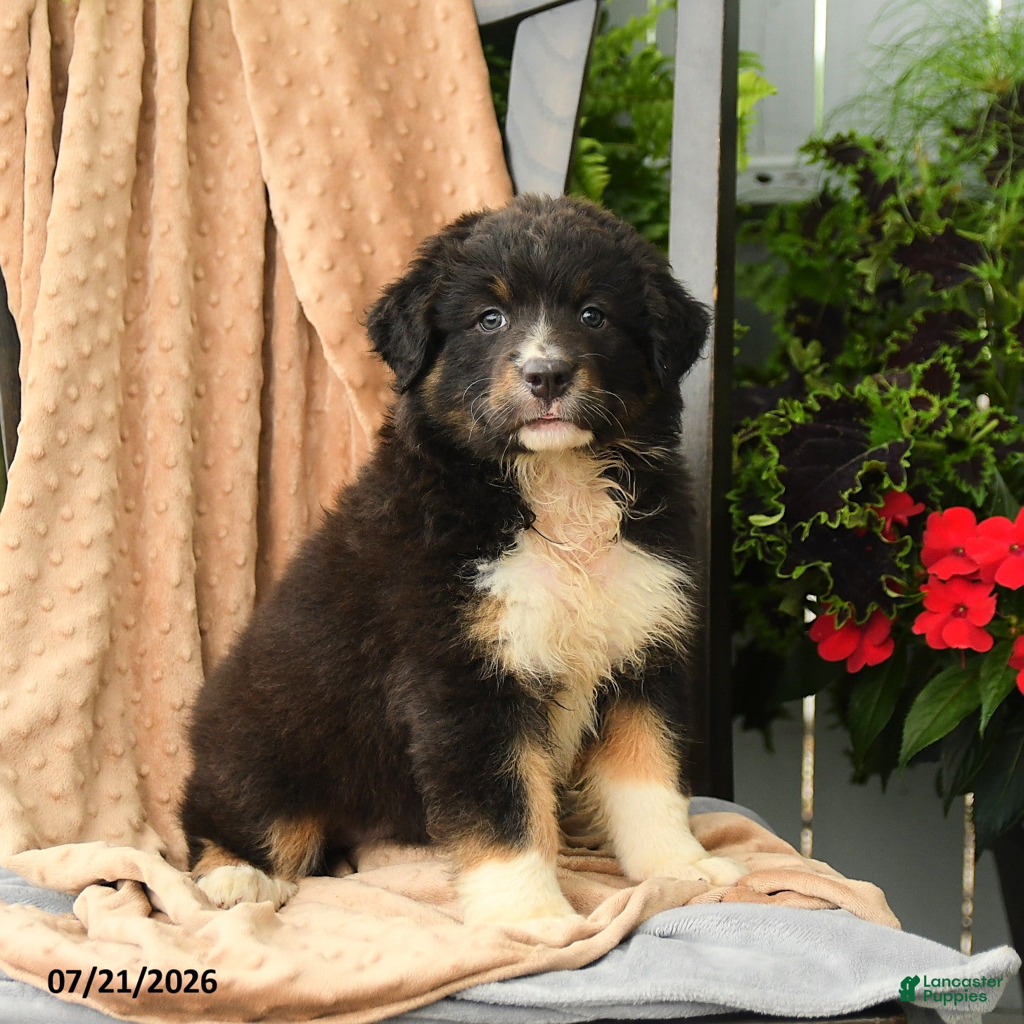 Australian Shepherd dogs Mia  - Ad 1