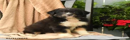Australian Shepherd dogs for sale: Mia  - Ad 3