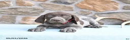 German Shorthaired Pointer dogs for sale: Faith - Ad 3