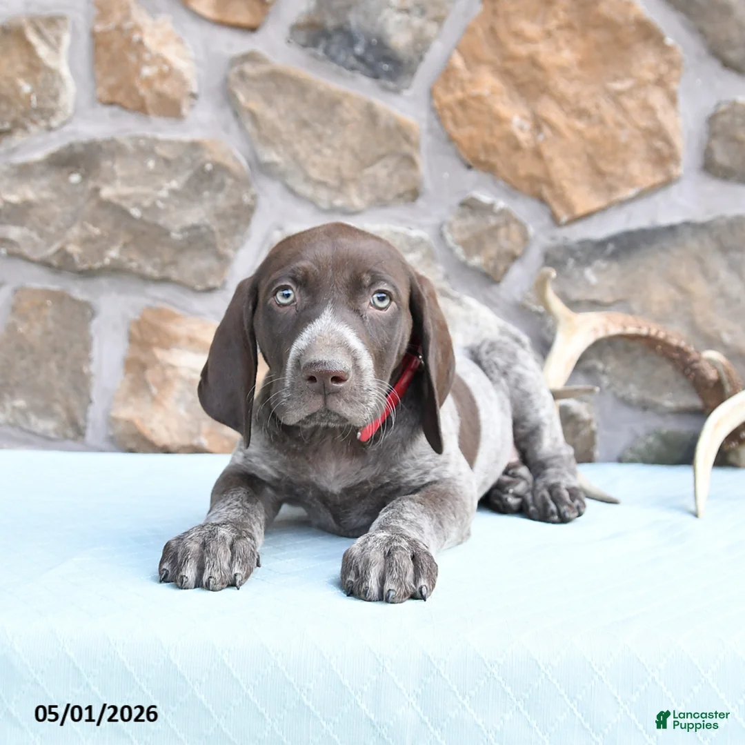 German Shorthaired Pointer dogs for sale: Faith - Ad 3
