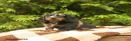 Miniature Dachshund dogs for sale: Gizmo - Ad 4