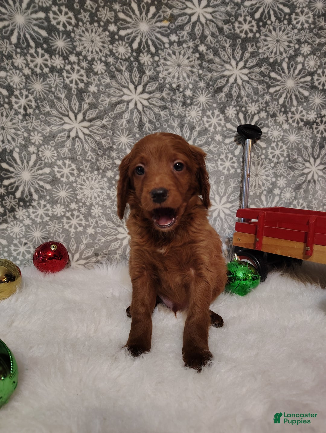 Irish Doodle dogs for sale: Cooper - Ad 6