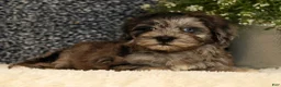 Havapoo dogs for sale: Simon - Ad 2