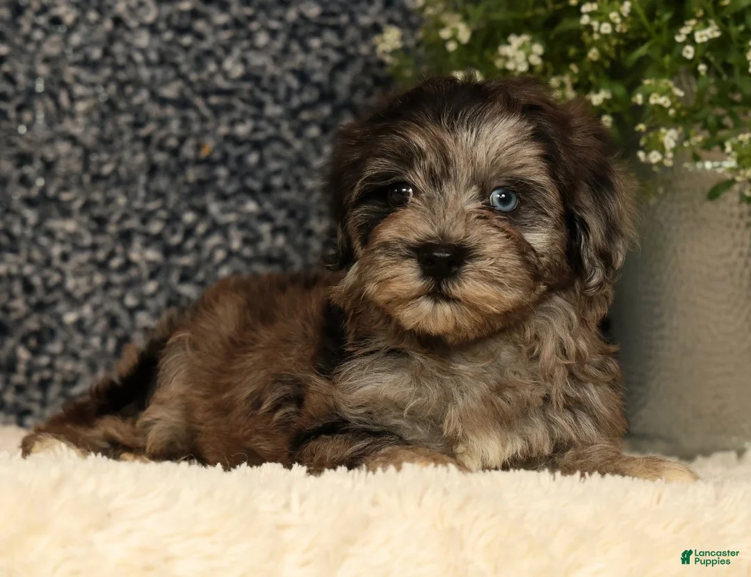 Havapoo dogs for sale: Simon - Ad 2