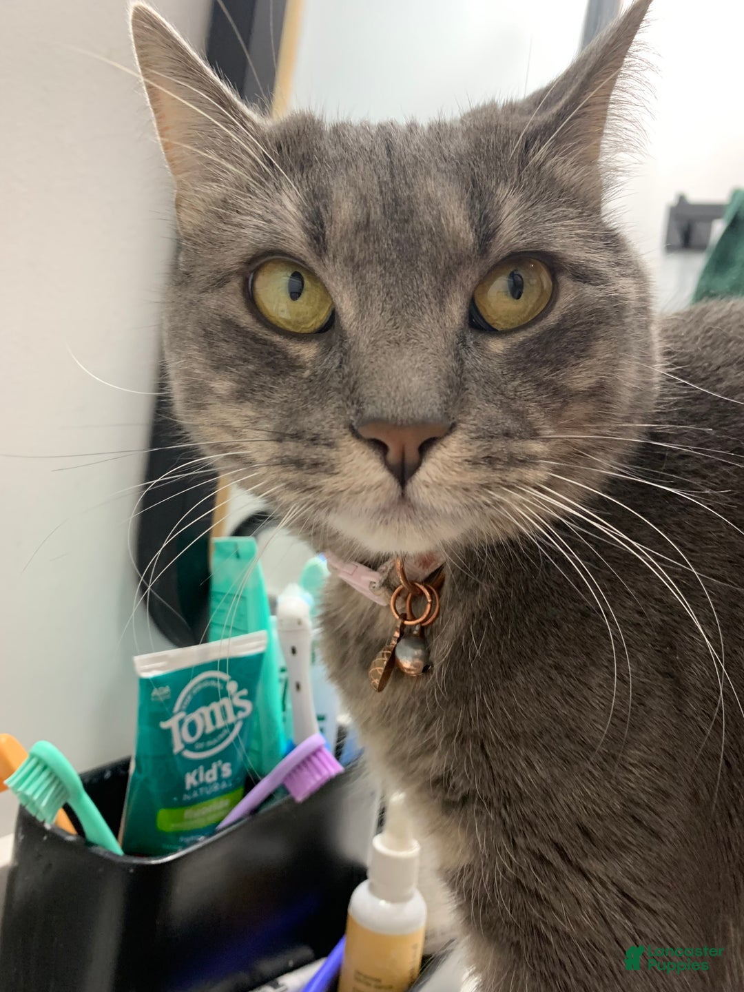 Mixed Breed dogs for sale: rosy - Ad 10