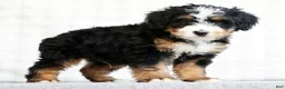 Mini Bernedoodle dogs for sale: Kody - Ad 5