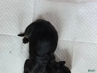 Doberman Pinscher dogs for sale: Doberman Pinscher Puppy 1 - Ad 3
