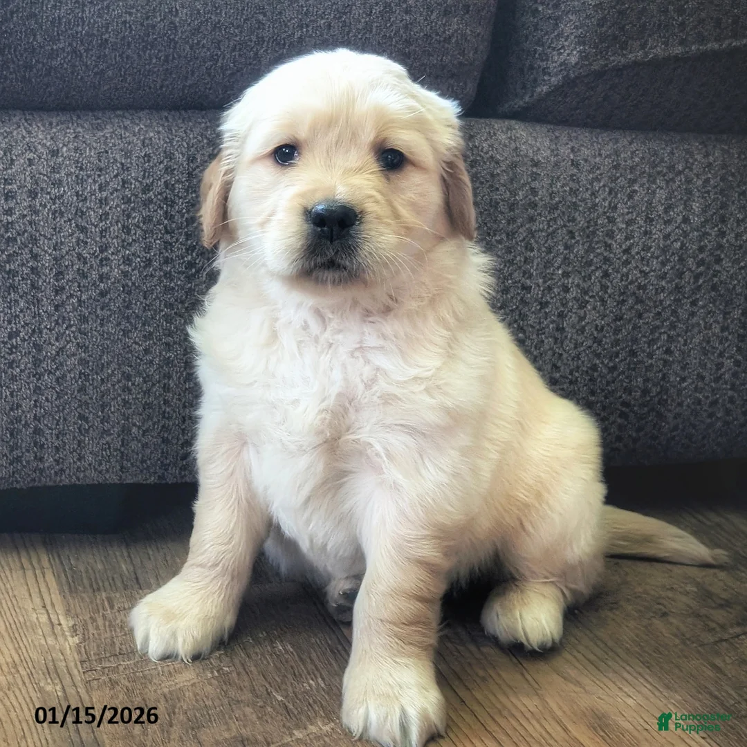 Golden Retriever dogs for sale: Willa - Ad 1