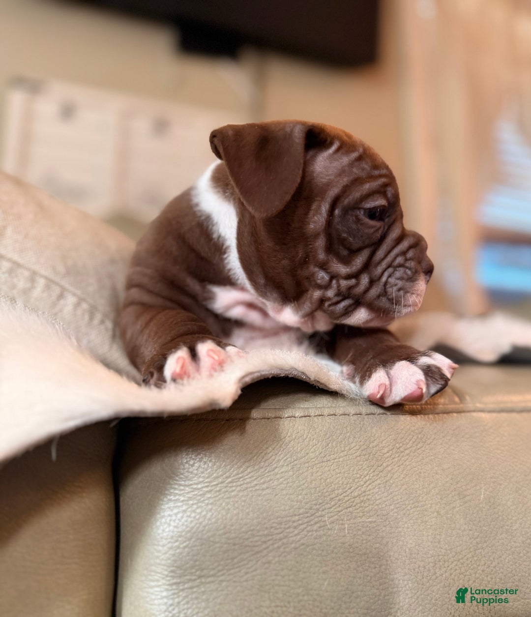 Olde English Bulldogge dogs for sale: Olde English Bulldogge Puppy 3 - Ad 2