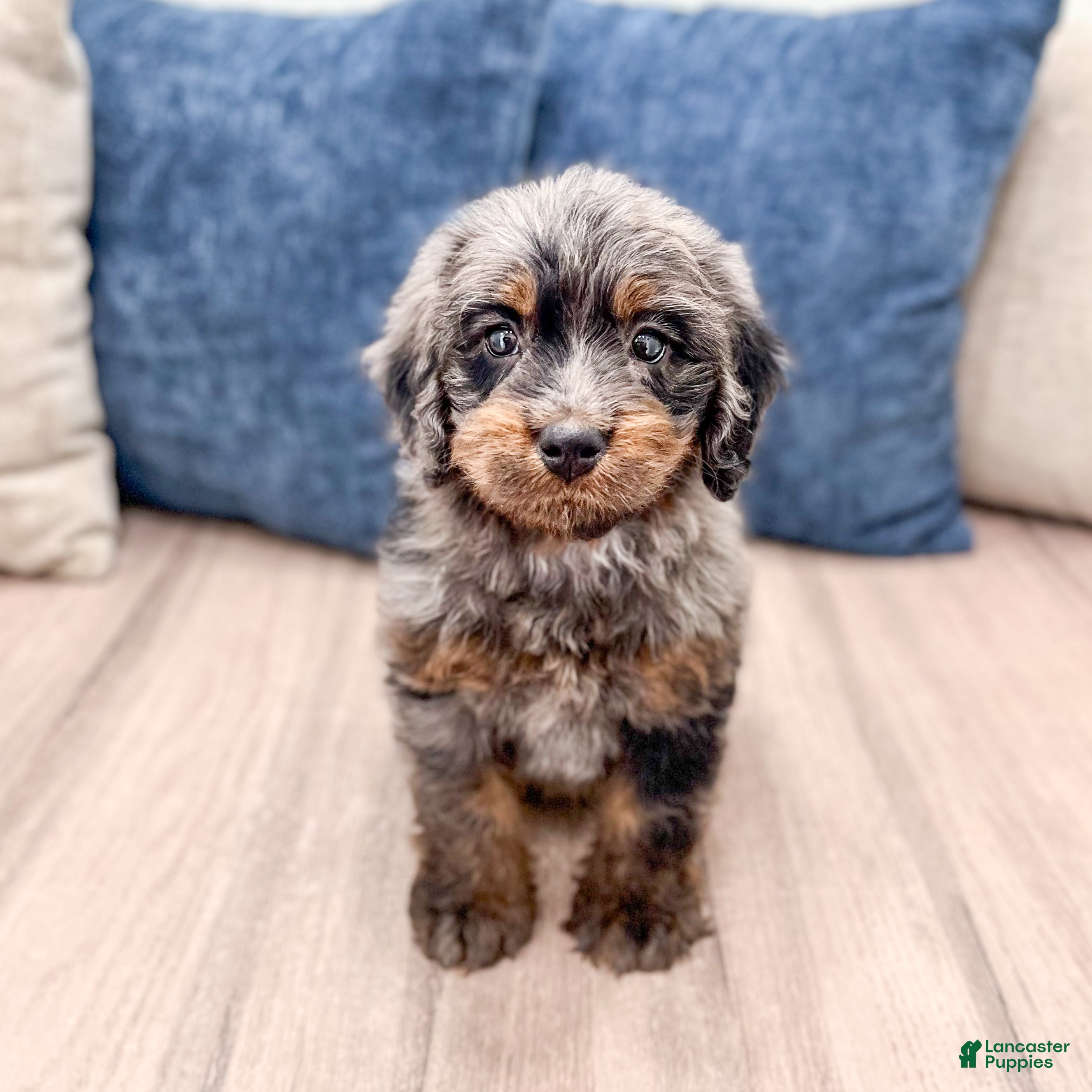 Mini Bernedoodle dogs Beau - Ad 2
